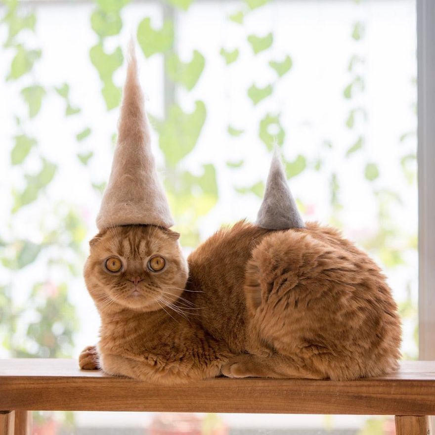 Cone of Wisdom